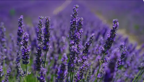 Lavender Fields Promises Explosive Twists