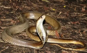 Rider Caught with 9 Cobras in Bag at Checkpoint